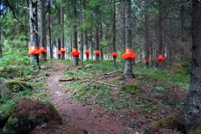 Trädbaletten i Skottvång